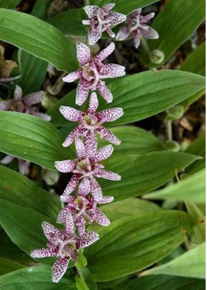 Tricyrtis hirta Miyazaki -трициртис хирта Миядзаки(1628)